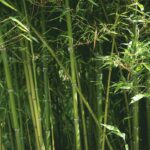 How long bamboo removal takes Sydney — established backyard bamboo plant