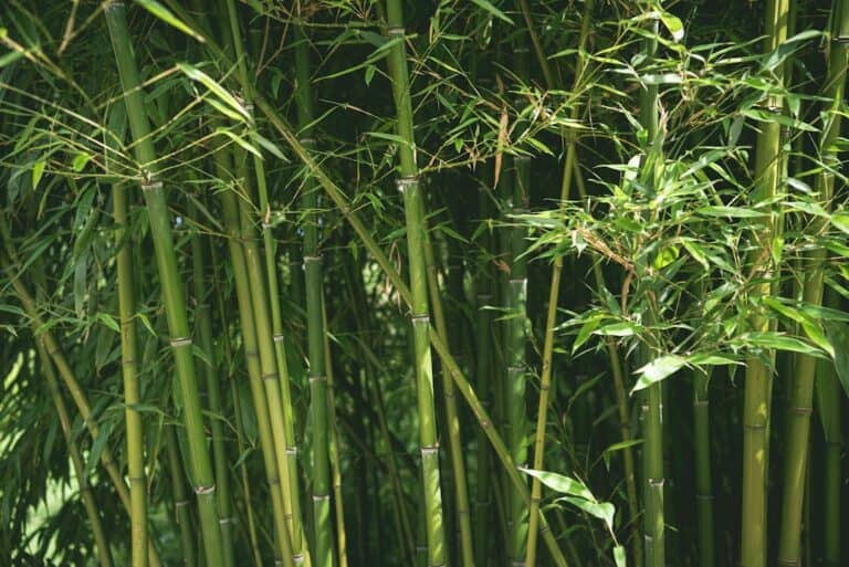 How long bamboo removal takes Sydney — established backyard bamboo plant