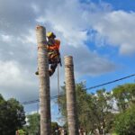 High-angle view of a professional arborist safely cutting down a tall tree using climbing gear and c.