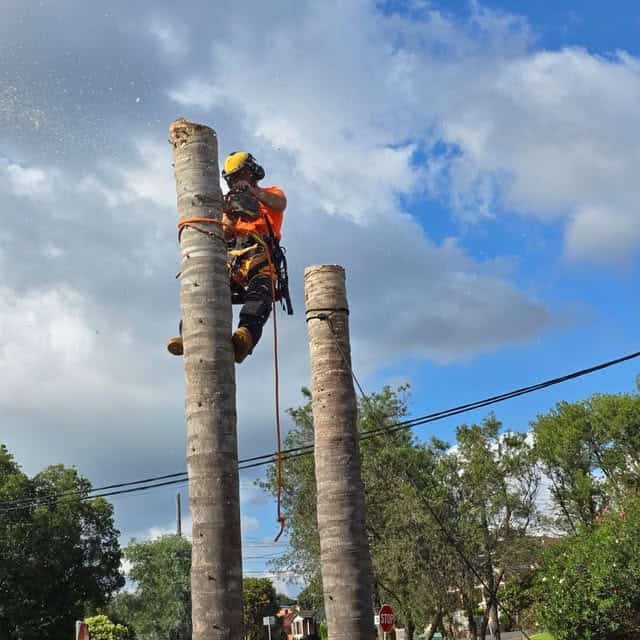 High-angle view of a professional arborist safely cutting down a tall tree using climbing gear and c.
