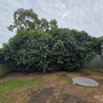 A dense bamboo plant in a backyard before removal, with a grassy area visible.