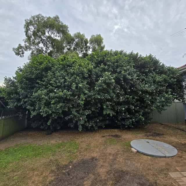 A dense bamboo plant in a backyard before removal, with a grassy area visible.