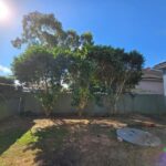 A backyard with overgrown bamboo plants before removal, showing a clear sky.