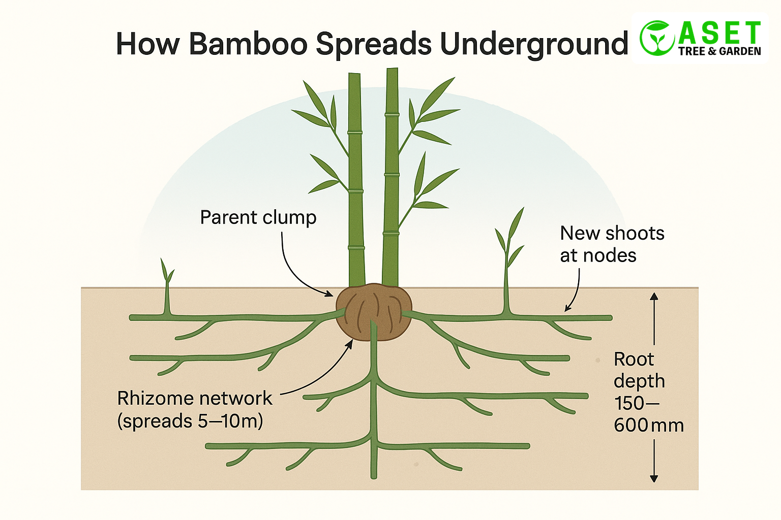 Cross-section diagram showing bamboo rhizome network spreading 5-10 metres underground from the parent clump, with new shoots emerging at distant nodes