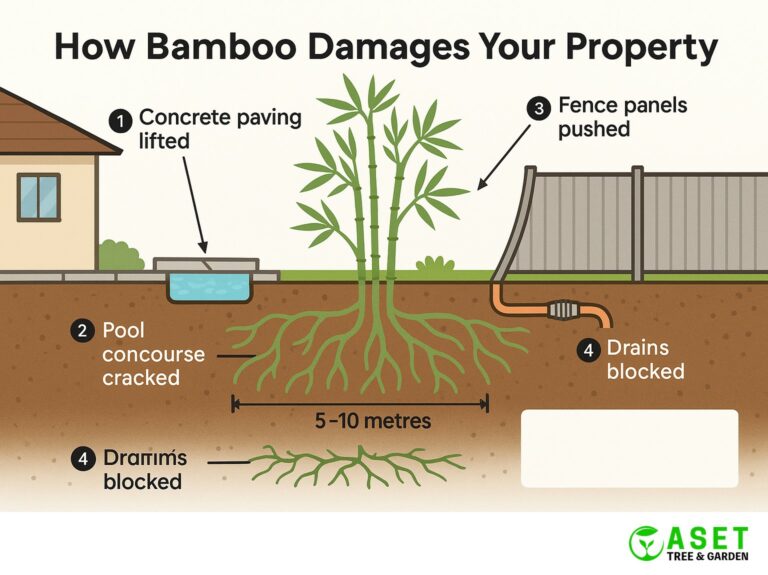 How invasive bamboo damages homes pools and paving — cross section