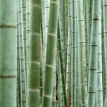 Dense bamboo grove with tall green stalks, ideal for eco-friendly landscaping.