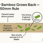 Why bamboo grows back after removal — rhizome regrowth cross section