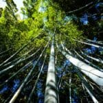 Bamboo forest with tall stalks and dense green foliage, ideal for tree removal and land clearing ser.