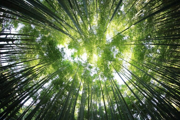 Tree canopy from below in a lush forest, sunlight filtering through green leaves.