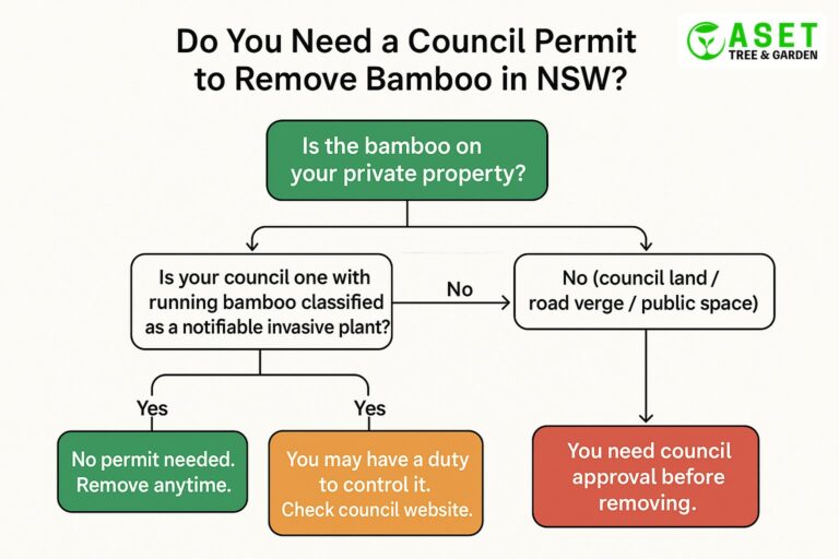 Bamboo NSW council regulations decision tree — when approval is required