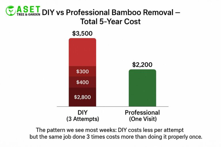 DIY vs professional bamboo removal Sydney — five-year cost comparison