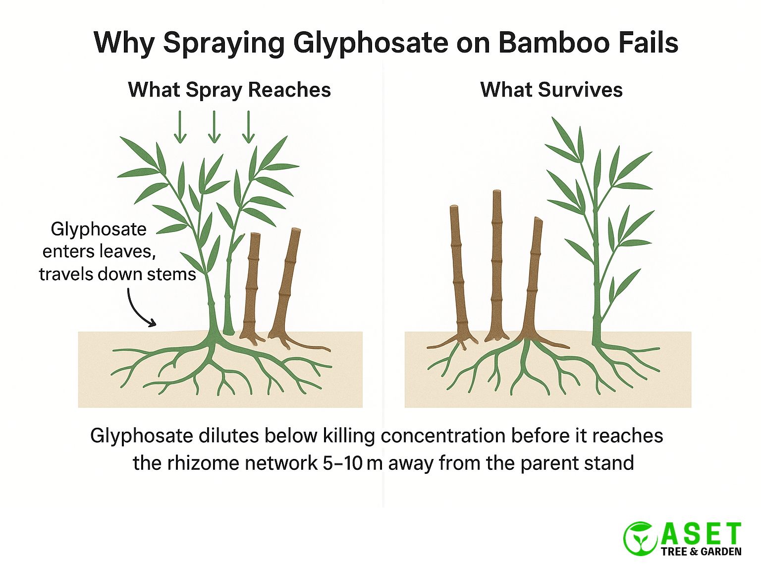 Cross-section diagram showing why spraying glyphosate on bamboo leaves fails to kill the underground rhizome network