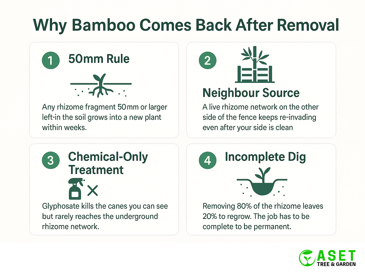 Four most common reasons bamboo comes back after removal — fragment regrowth, neighbour source, chemical-only treatment, incomplete dig