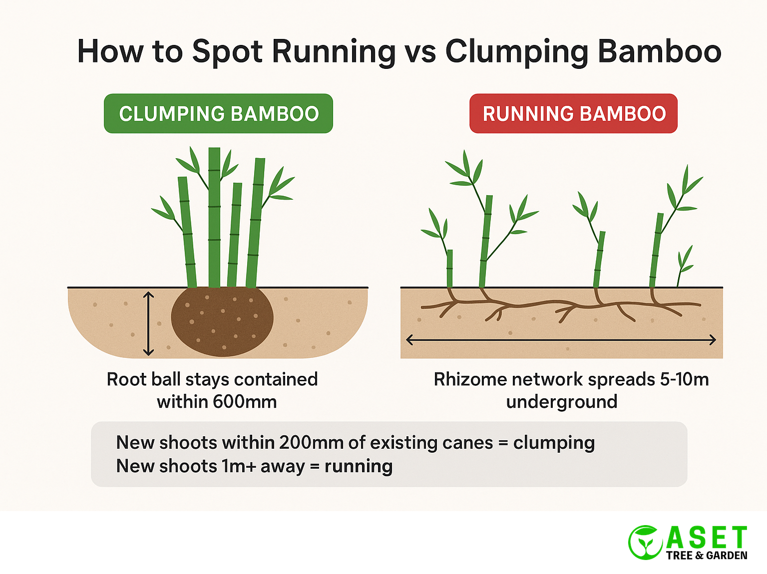 Diagram comparing clumping vs running bamboo root systems
